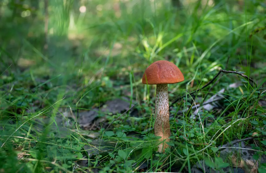 This is the image alt text