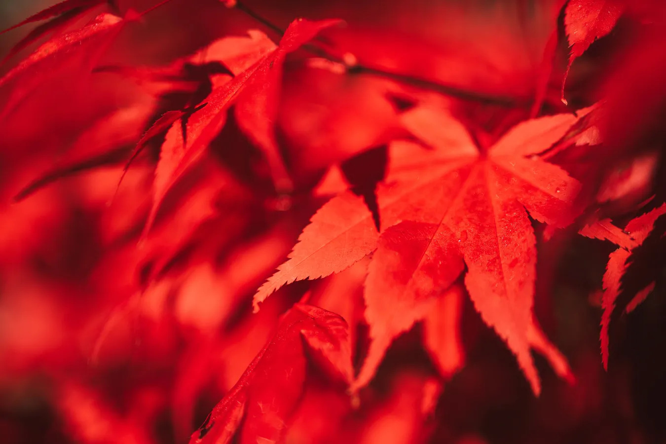 Red leaves
