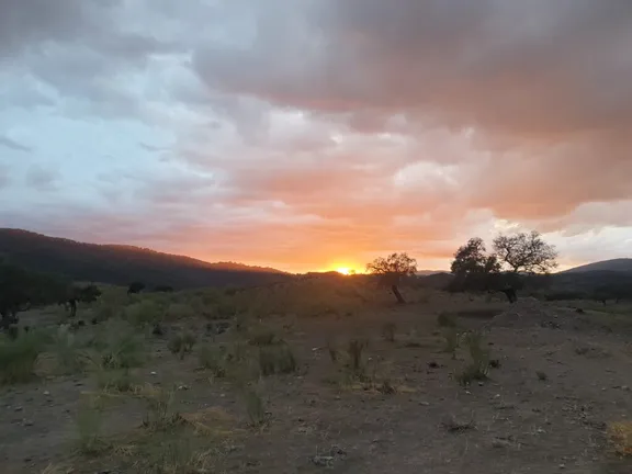 The sun is low over distant mountains, under a cloudy sky. In the foreground are dotted a few trees and clumps of grass.