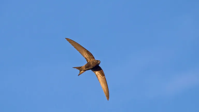 Swift bird flying