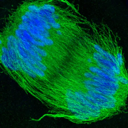 plant cell in anaphase of division, showing tubulin and DNA