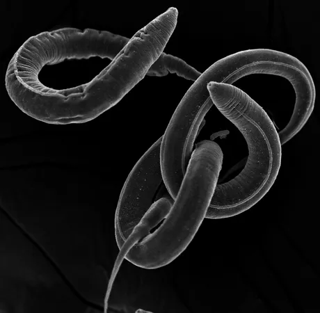 Scanning electron microscope image of three caenorhabditis elegans