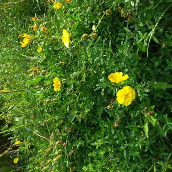 Common Rock-rose (Helianthemum nummularium). Photo Credit to Dave Mitchel.