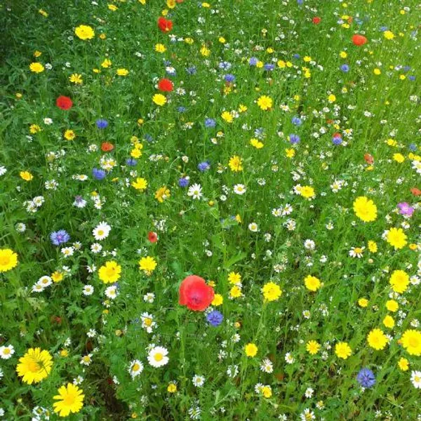 Wildflowers in the Wildflower Meadow at the Botanic Garden.