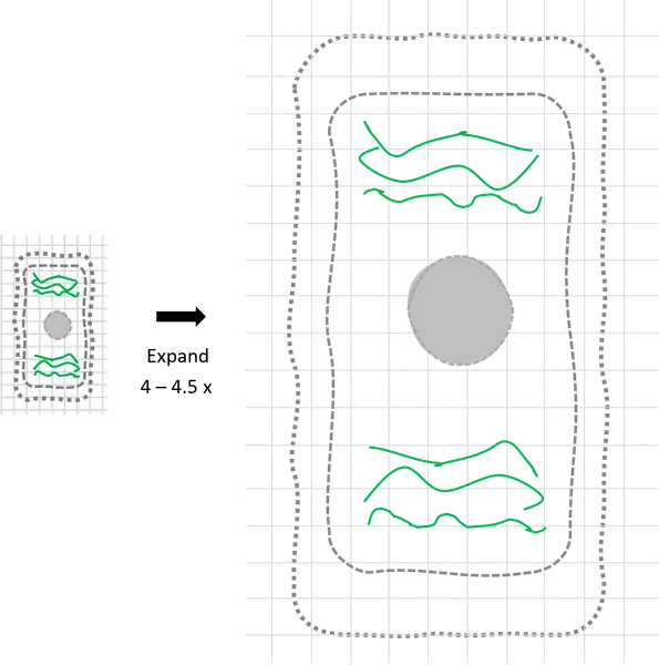 Diagram of expansion microscopy