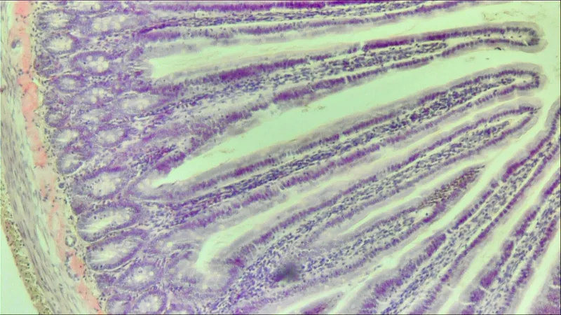 Image of rat small intestine histology section