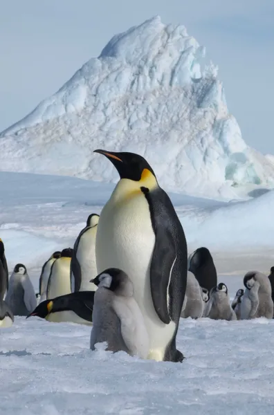 Iceberg and Penguins