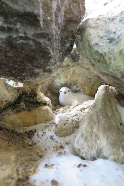 An adult Snow Petrel