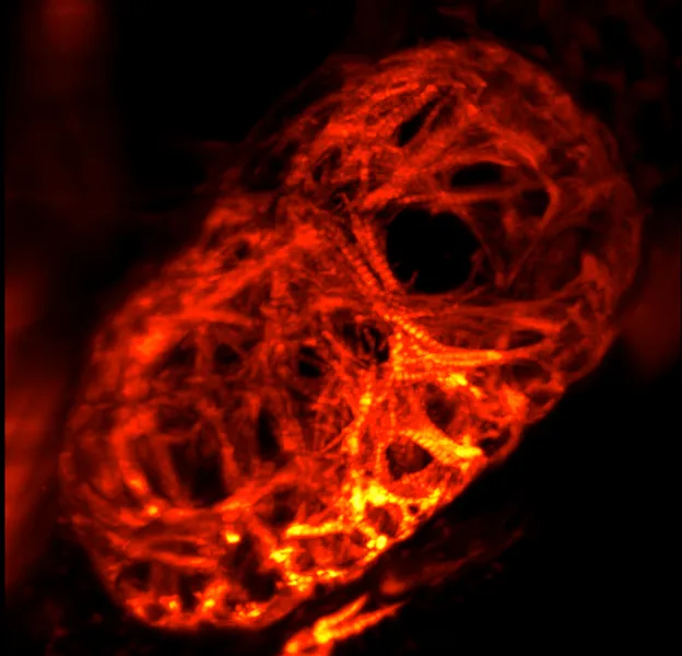 Image of Zebrafish Heart showing the actin structure within, taken via SPIM.