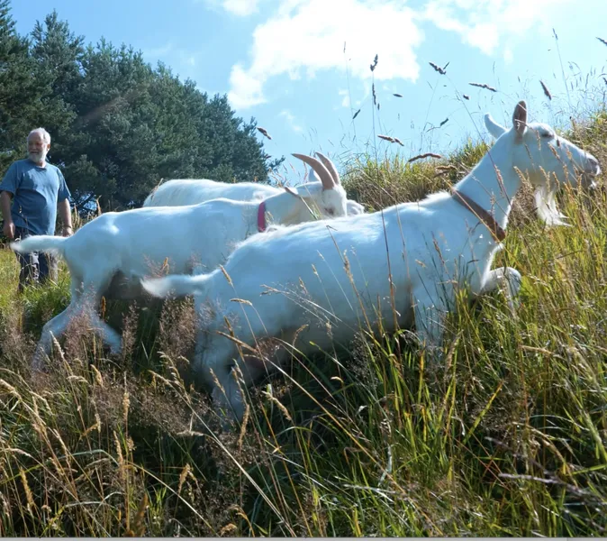Two people and some goats walking up a hill image credit Ben Campbell