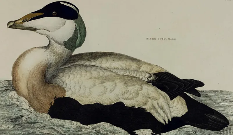 Rare and Early Printed Books