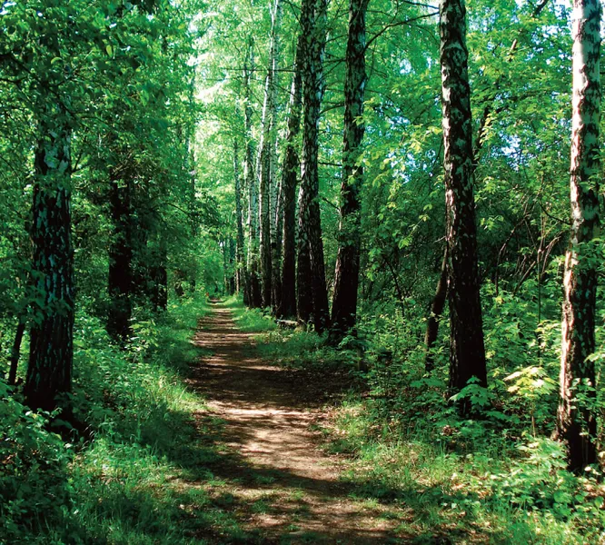 Path through trees