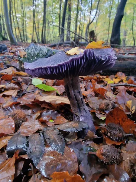 Wild fungi