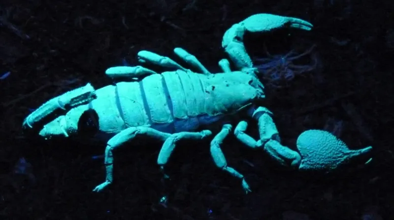 A scorpion glows under UV light