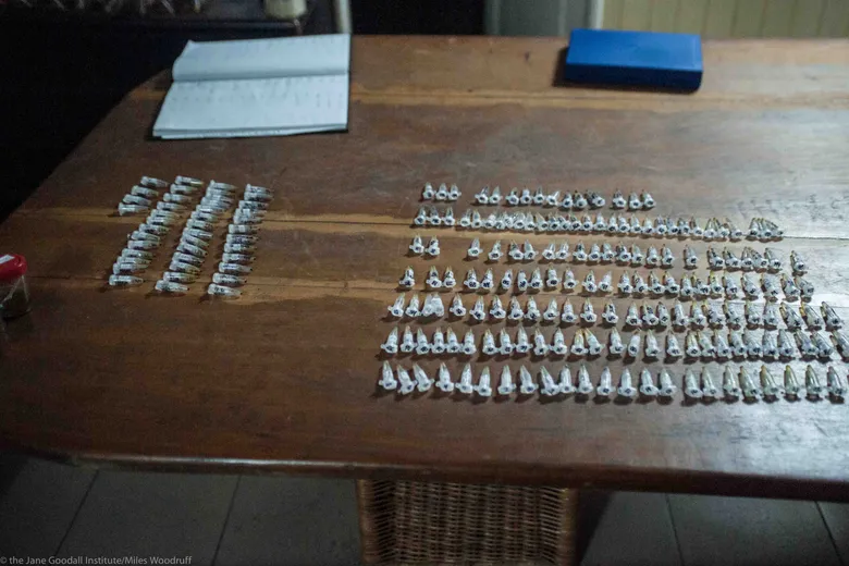 Dried fecal samples in a lab