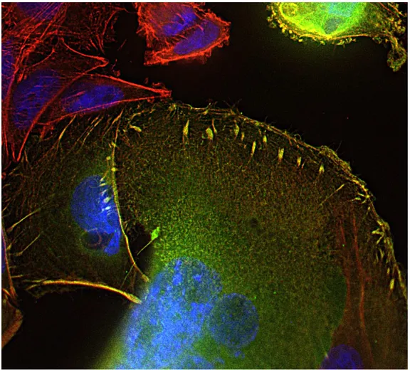 Cellular and molecular biology