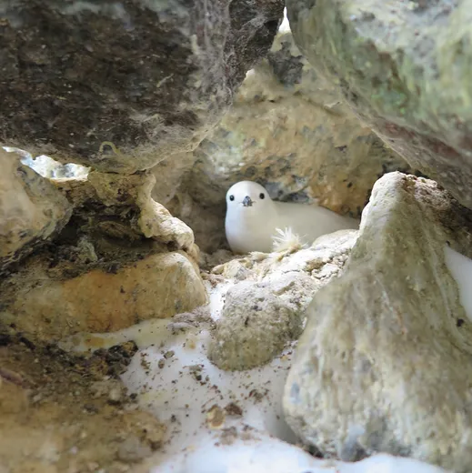 Adult snow petrel (Pagodroma nivea) nesting beneath boulders in Antarctica. Credit: Ewan Wakefield