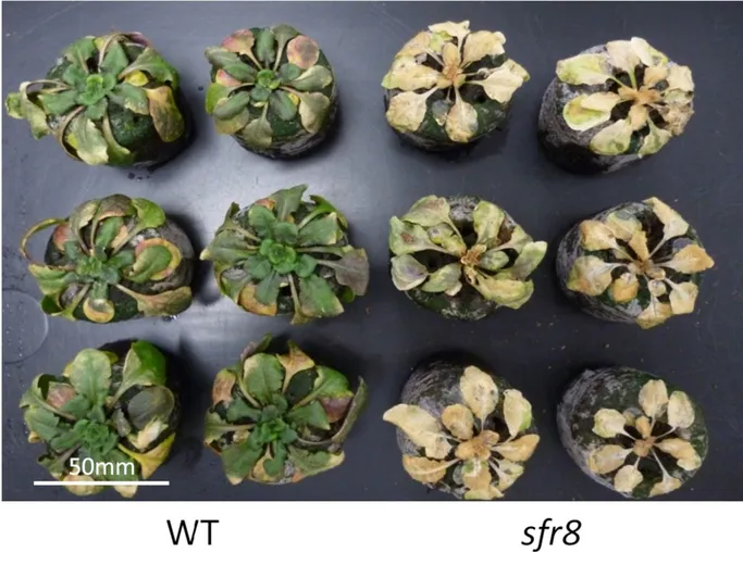 SFR8 plant (from Dr Heather Knight)